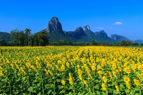 Sunflower In Lopburi province — Stock Photo, Image