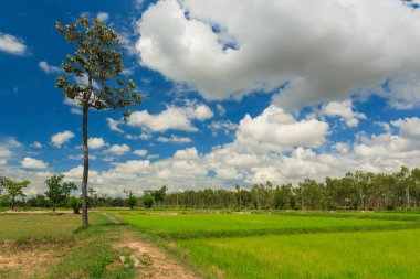 Orta alandaki ağaçlar