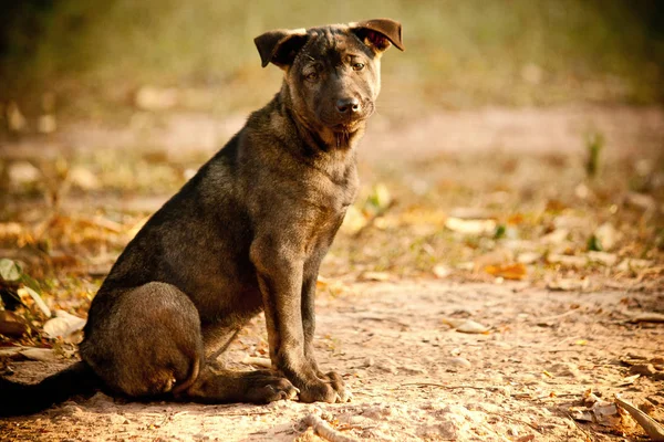 Cão esperando o chefe — Fotografia de Stock