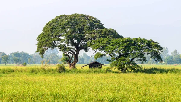 Grand arbre dans le champ du milieu — Photo