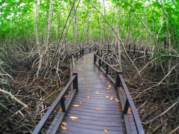 El bosque de manglares Paseo —  Fotos de Stock