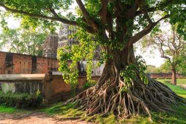 Tapınağın Bodhi ağacı