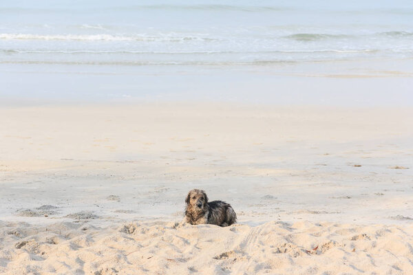 Little Dog On the beach