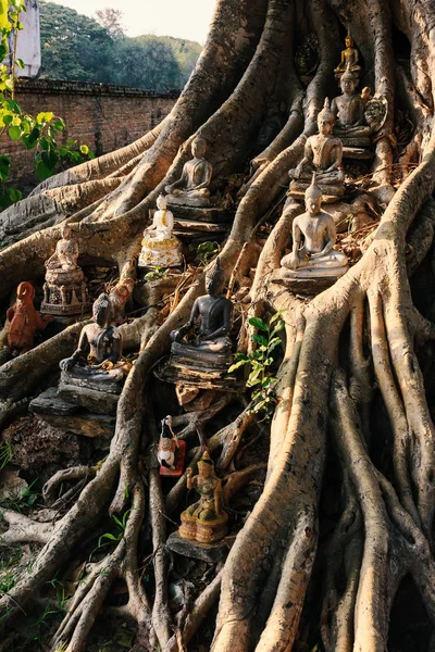 Estátua de Buda Sob a Árvore Bodhi — Fotografia de Stock