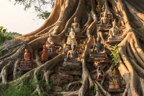 Estatua de Buda Bajo el Árbol Bodhi — Foto de Stock