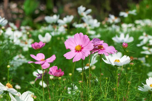 Rosa Blume im Garten — Stockfoto