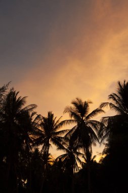 Hindistan cevizi ağacı, sahil akşam boyunca