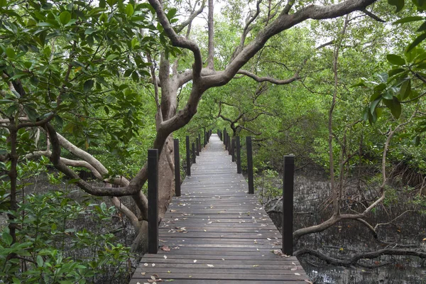 El bosque de manglares —  Fotos de Stock