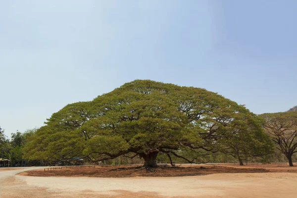 Le grand arbre — Photo