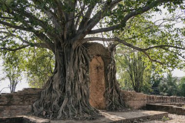 Temple gate Ayutthaya ili