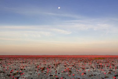 Kırmızı lotus Udon Thani ili