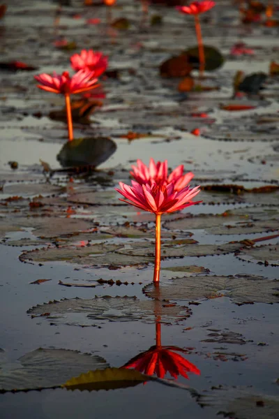 The Red lotus — Stock Photo, Image