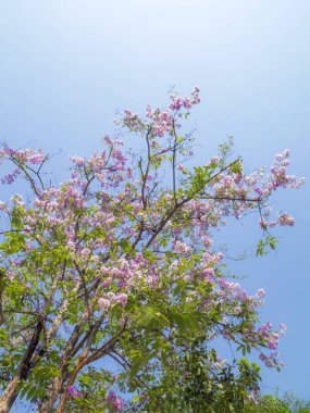 Yaz aylarında pembe çiçekler 