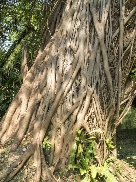 Der Bodhi-Baum — Stockfoto