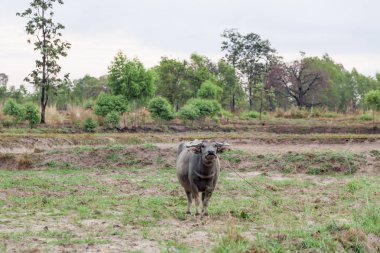 Buffalo evde beslenen hayvan bir çiftçi olduğunu
