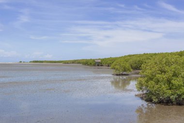Yeşil mangrov ormanları