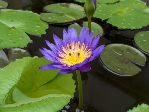 The Purple Lotus — Stock Photo, Image