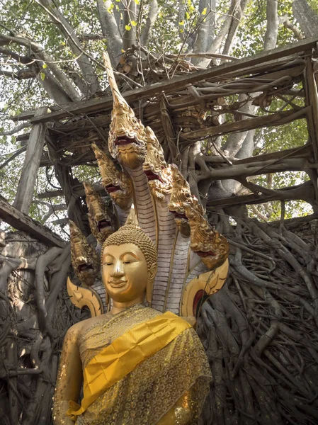 A estátua de buddha — Fotografia de Stock