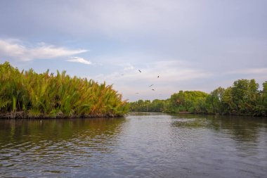 Mangrove Ormanı