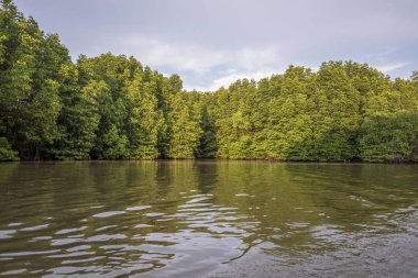 Mangrove Ormanı
