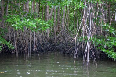 Mangrove Ormanı