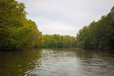 Mangrove Ormanı