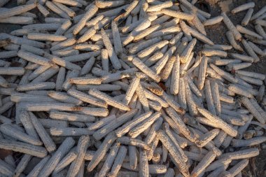 mısır mısır koçanı 