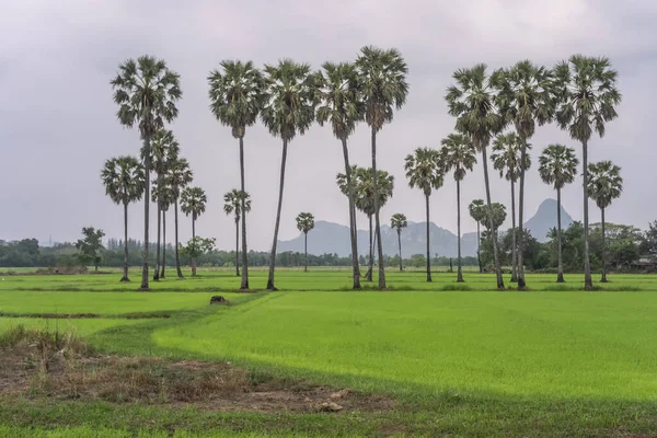 Planta Arroz Verde Campo Tailandia — Foto de Stock