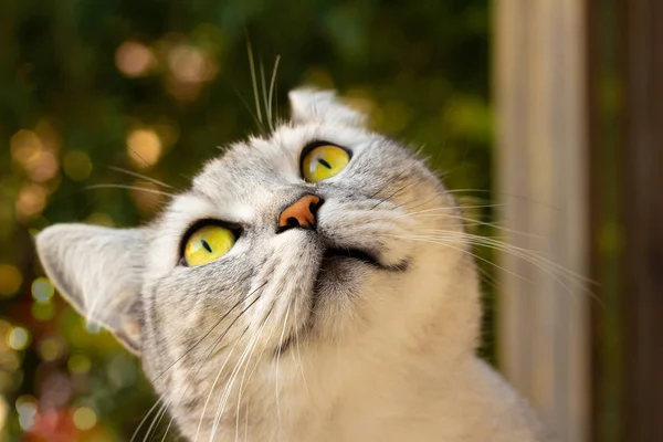 Retrato de gato bonito, árvore de Natal borrada no fundo. Gato escocês. Animal de estimação e adorável conceito gatos — Fotografia de Stock