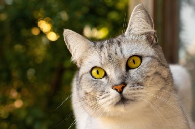Şirin kedi portresi, arka planda bulanık Noel ağacı. İskoç kedisi. Evcil hayvan ve sevimli kedi kavramı