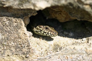 kertenkele saklanarak