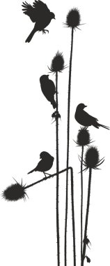 Thistle üzerinde kuş