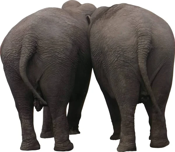 Два слони позаду — стокове фото