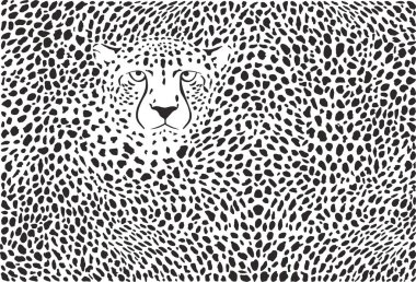 Arka plan cheetah derileri ve baş