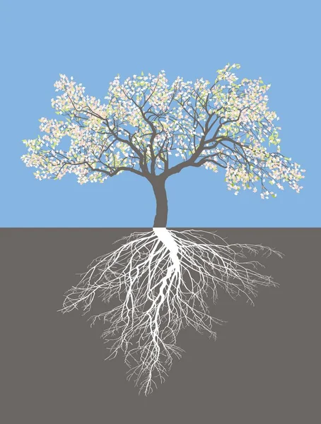 Apple tree in spring with roots — 스톡 벡터