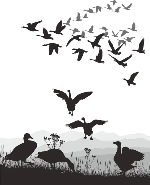 Geese - winged migration — Stock Vector