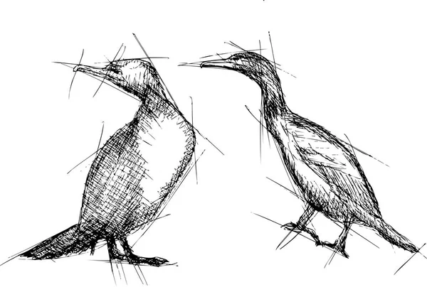 Cormorant  Vector Pen Drawing — Stock Vector