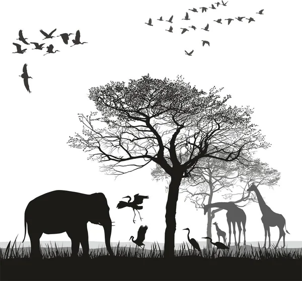 Safari with giraffes, herons, geese and the elephant — Stock Vector
