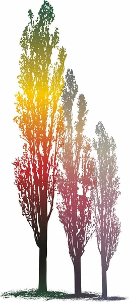 Vector Drawing Poplar Trees Magic Color — Stock Vector