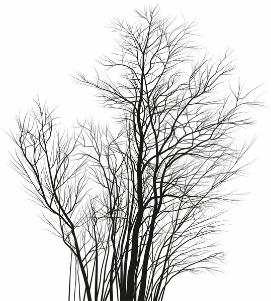 Vektorová Kresba Mladých Akátových Stromů — Stockový vektor