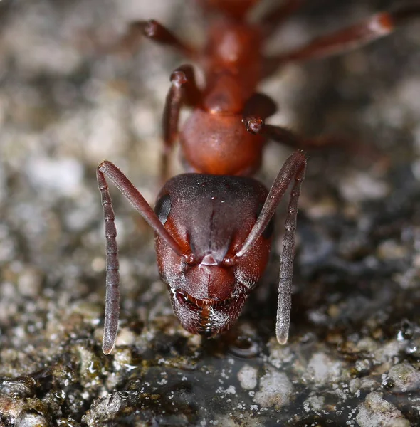 Red ant face close-up macro