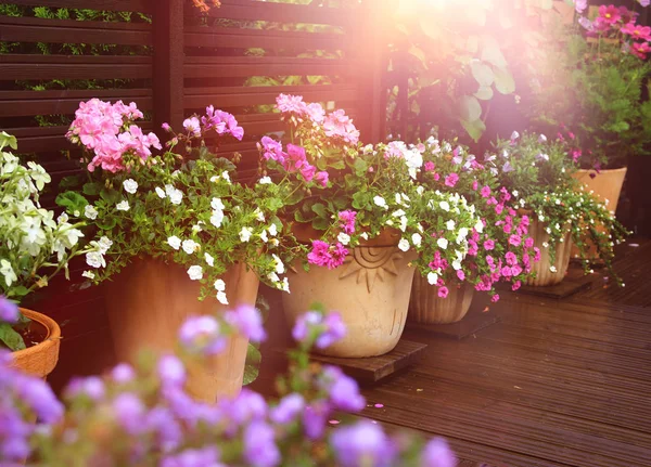 Sommerblumen auf der Terrasse — Stockfoto