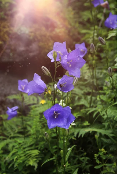 Harebell bloem in natuurlijke bossen milieu — Stockfoto