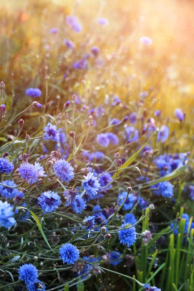 夕焼けの草原で青いヤグルマギク — ストック写真