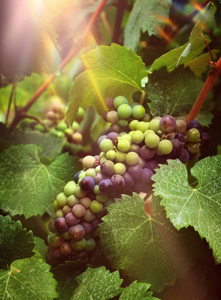 Uvas de vino en los rayos del sol del viñedo — Foto de Stock