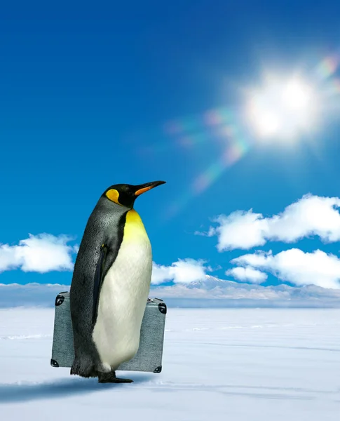 Pingouin prévoyant de voyager — Photo