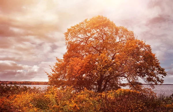 榆木树在秋天的颜色 — 图库照片