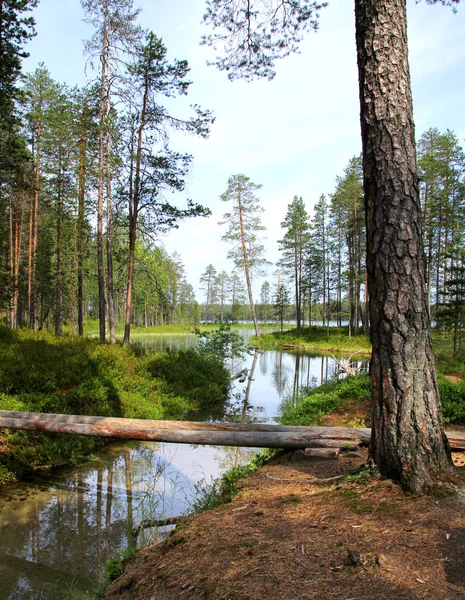 Forest lake en helder water stroming — Stockfoto