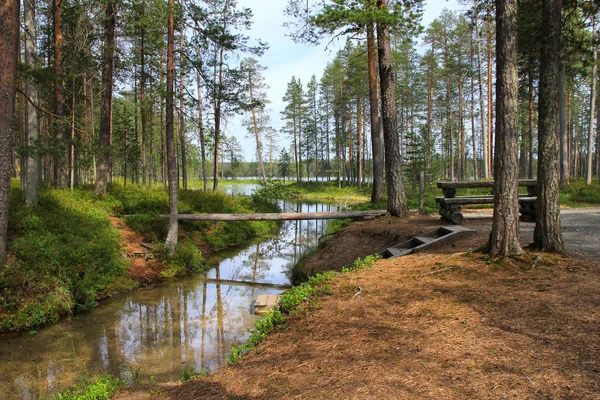 Forest lake and narrow creek — Stock Photo, Image