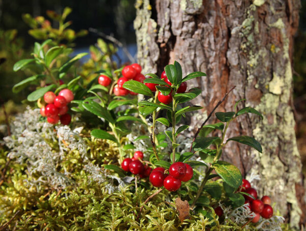 Red lingonberries near pine tree